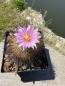 Preview: Gymnocactus beguinii